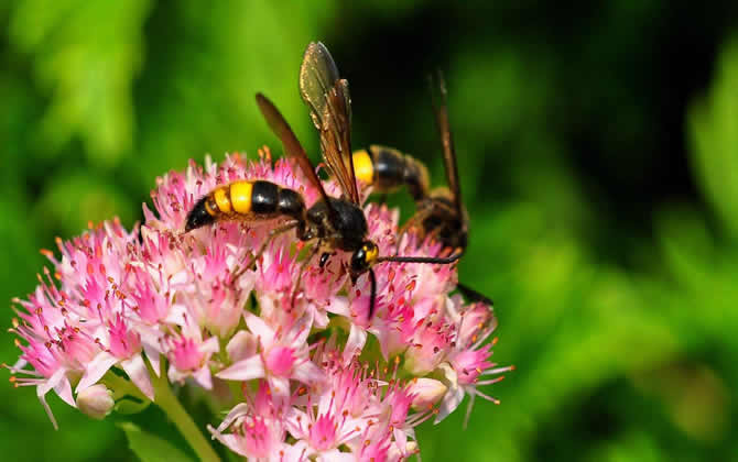 馬蜂在家筑巢是兇是福