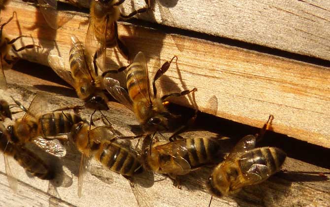 工蜂與工蜂打架是什么原因(蜜蜂打架的原因及解決方法) 工蜂與工蜂打架是什么原因(蜜蜂打架的原因及解決方法)