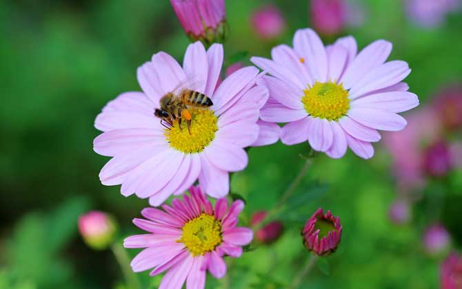 被蜜蜂蟄了為什么找不到刺(為什么蜜蜂會(huì)蜇人) 被蜜蜂蟄了為什么找不到刺(為什么蜜蜂會(huì)蜇人)