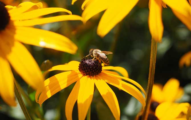 被蜜蜂蟄了為什么找不到刺(為什么蜜蜂會(huì)蜇人) 被蜜蜂蟄了為什么找不到刺(為什么蜜蜂會(huì)蜇人)