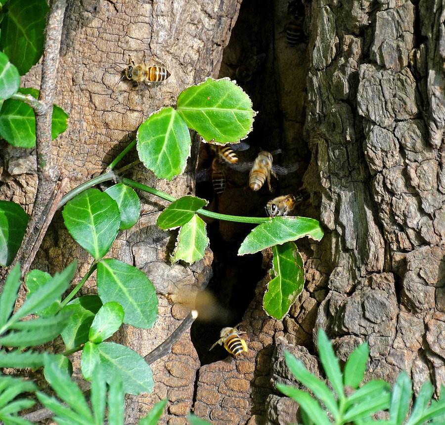 如何用空蜂箱吸引蜜蜂？