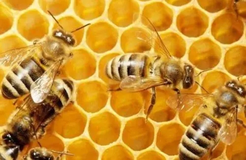 處女王交尾成功身體會變大嗎 處女王交尾成功身體會變大嗎