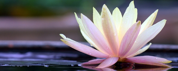 荷花什么季節(jié)開花(荷花的開花時間和產(chǎn)蜜情況) 荷花什么季節(jié)開花(荷花的開花時間和產(chǎn)蜜情況)