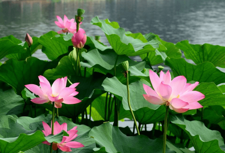荷花什么季節(jié)開花(荷花的開花時間和產(chǎn)蜜情況) 荷花什么季節(jié)開花(荷花的開花時間和產(chǎn)蜜情況)