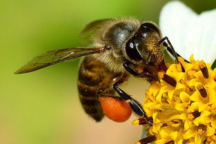 熊蜂中工蜂和雄蜂的區(qū)別是什么(雄蜂和工蜂的區(qū)別) 熊蜂中工蜂和雄蜂的區(qū)別是什么(雄蜂和工蜂的區(qū)別)