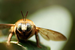 熊蜂中工蜂和雄蜂的區(qū)別是什么(雄蜂和工蜂的區(qū)別) 熊蜂中工蜂和雄蜂的區(qū)別是什么(雄蜂和工蜂的區(qū)別)