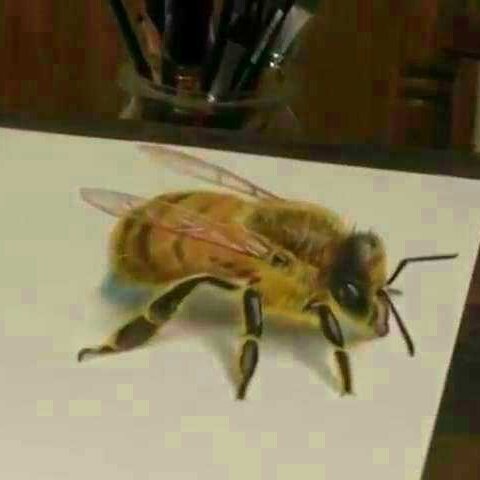 阿壩中蜂能不能用意蜂巢脾(蜂王為什么不會在意蜂巢脾方上產卵) 阿壩中蜂能不能用意蜂巢脾(蜂王為什么不會在意蜂巢脾方上產卵)