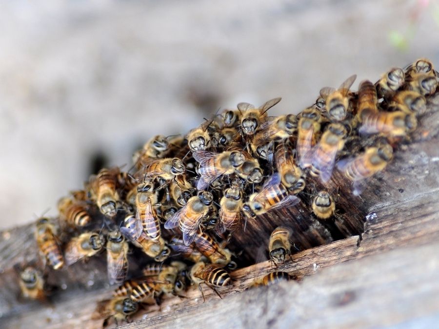 如何讓工蜂停止產(chǎn)卵? 如何讓工蜂停止產(chǎn)卵?