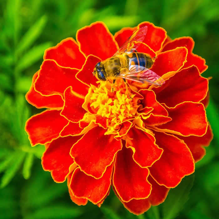 蜜蜂釀蜜過程是怎樣的? 蜜蜂釀蜜過程是怎樣的?