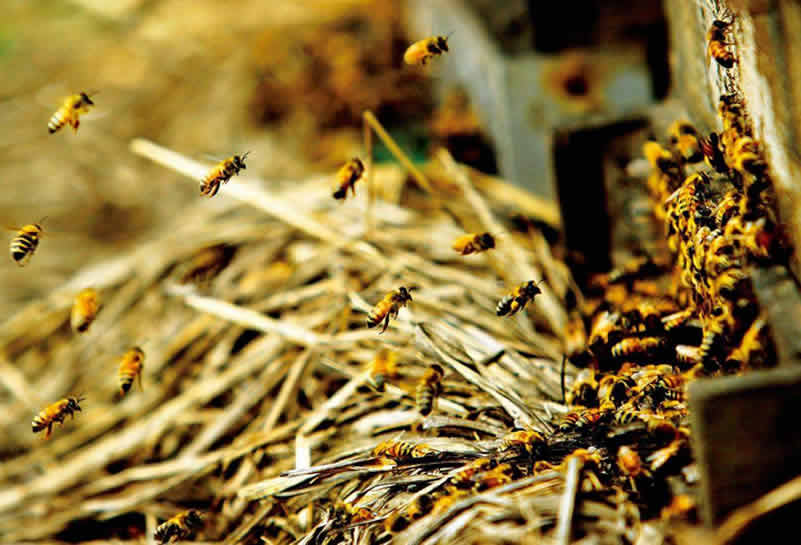蜜蜂釀蜜過程是怎樣的? 蜜蜂釀蜜過程是怎樣的?