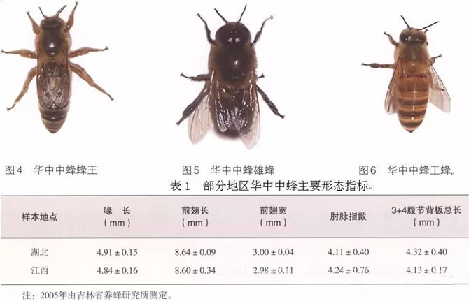 華中中蜂 華中中蜂