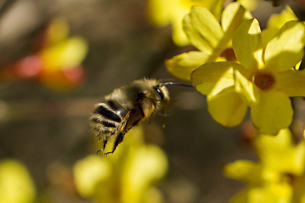 初學養(yǎng)蜂者的基本常識(養(yǎng)蜂基礎(chǔ)知識) 初學養(yǎng)蜂者的基本常識(養(yǎng)蜂基礎(chǔ)知識)