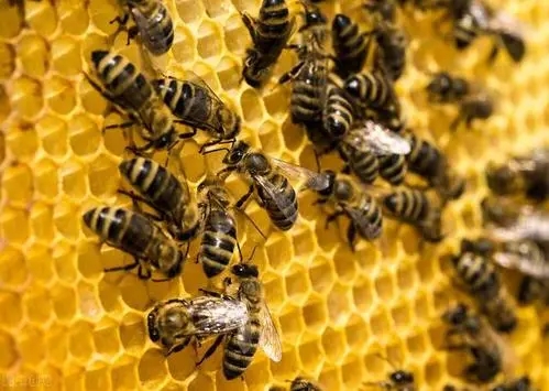 新收沒(méi)有巢礎(chǔ)的蜜蜂幾天能正常出群（新收的蜂群多久可以穩(wěn)定下來(lái)）