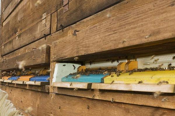 家庭怎樣從零開始養(yǎng)蜂（家庭養(yǎng)蜂技術新手入門）