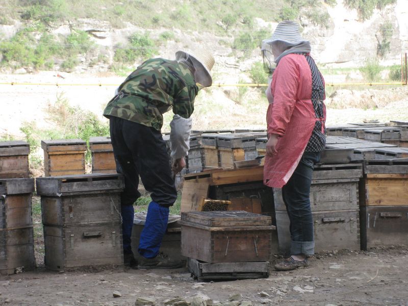 家庭怎樣從零開始養(yǎng)蜂（家庭養(yǎng)蜂技術新手入門）
