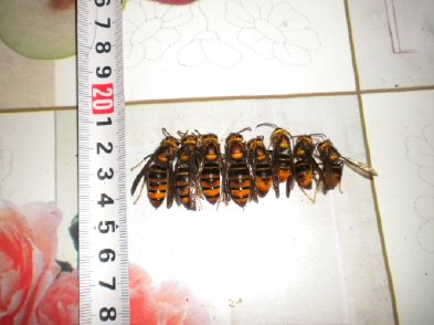 胡蜂蜂王和工蜂的區(qū)別（胡蜂工蜂與蜂王怎么分）