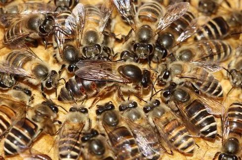 蜜蜂怎么識別蜂王(蜜蜂怎么區(qū)分和認(rèn)識蜂王) 蜜蜂怎么識別蜂王(蜜蜂怎么區(qū)分和認(rèn)識蜂王)