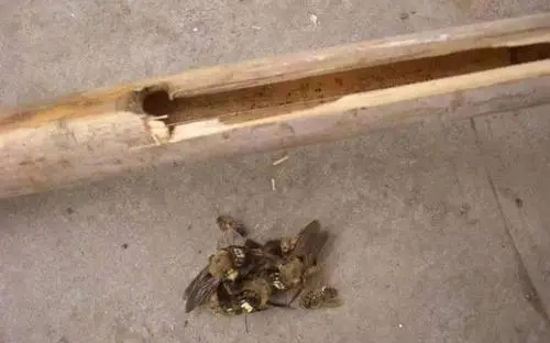 竹桶蜂怎么捉(引誘捕捉竹筒蜂的方法) 竹桶蜂怎么捉(引誘捕捉竹筒蜂的方法)