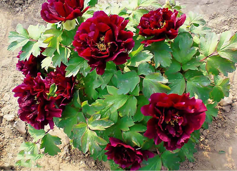 黑牡丹花是什么品種(黑牡丹花的價(jià)格及常見品種) 黑牡丹花是什么品種(黑牡丹花的價(jià)格及常見品種)