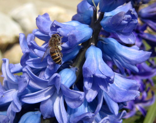 蜜蜂的分類(lèi)與分工有哪幾種（常見(jiàn)蜜蜂種類(lèi)及分類(lèi)分工）