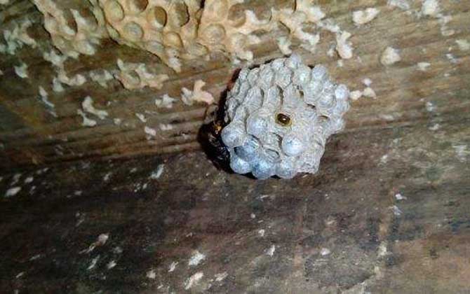 狗屎蜂(小胡蜂)(狗屎蜂有毒嗎) 狗屎蜂(小胡蜂)(狗屎蜂有毒嗎)