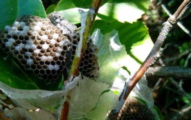 狗屎蜂(小胡蜂)(狗屎蜂有毒嗎) 狗屎蜂(小胡蜂)(狗屎蜂有毒嗎)