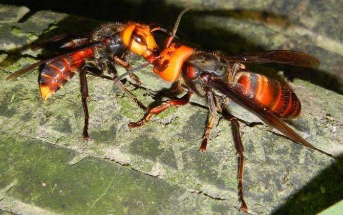 中國大虎頭蜂有毒嗎（被大虎頭蜂蟄了怎么辦？)