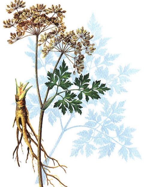 當(dāng)歸植物有蜜嗎(當(dāng)歸花開花有蜜嗎)