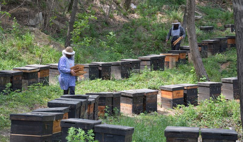 蜜蜂養(yǎng)殖十大忌諱是什么？(教你養(yǎng)蜂知識)