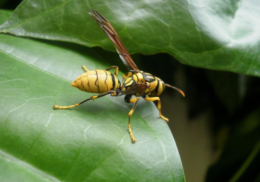 和蜜蜂長得差不多的是什么蜂(像蜜蜂各種蜂是什么蜂) 和蜜蜂長得差不多的是什么蜂(像蜜蜂各種蜂是什么蜂)