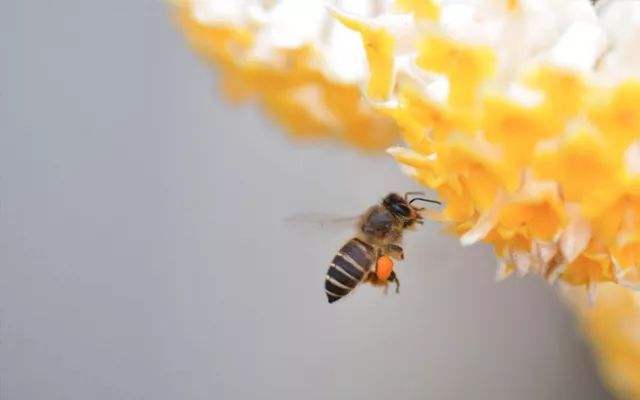 【蜂蜜吃法】糖尿病人能吃蜂蜜嗎? 糖尿病人能吃蜂蜜嗎?