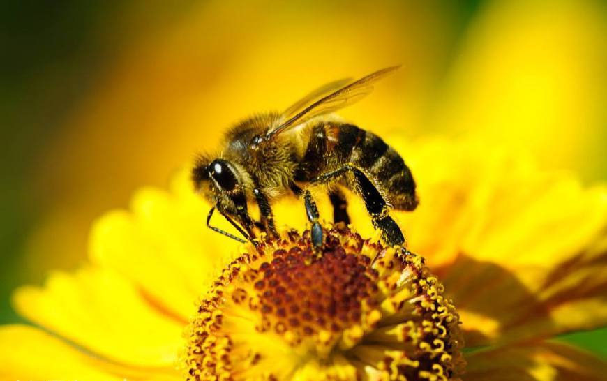 蜜蜂可以人工授精么(人工授精蜂王發(fā)生二次婚飛,這蜂王廢了嗎) 蜜蜂可以人工授精么(人工授精蜂王發(fā)生二次婚飛,這蜂王廢了嗎)