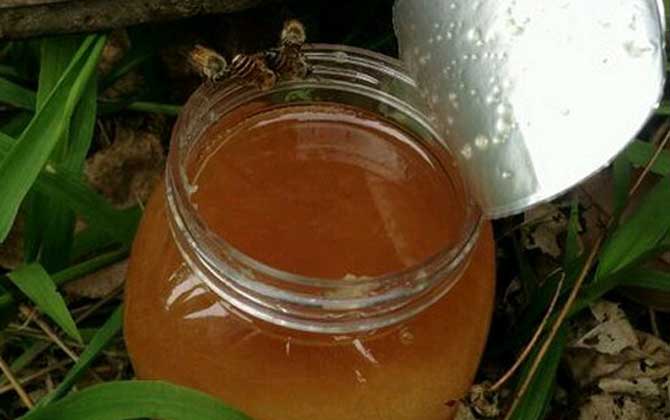 鴨腳木蜜結(jié)晶后什么樣的(鴨腳木蜜結(jié)晶好還是不結(jié)晶好) 鴨腳木蜜結(jié)晶后什么樣的(鴨腳木蜜結(jié)晶好還是不結(jié)晶好)