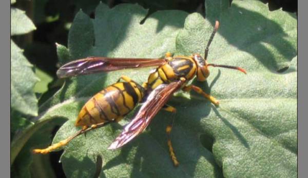 養殖胡蜂技術的步驟（胡蜂的養殖技術大全）