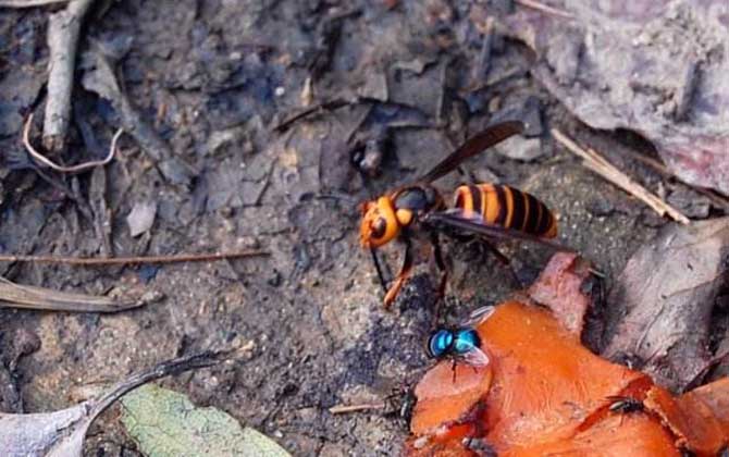中國大虎頭蜂跟大金環胡蜂是一種嗎（中國大虎頭蜂跟大金環胡蜂有區別么？）