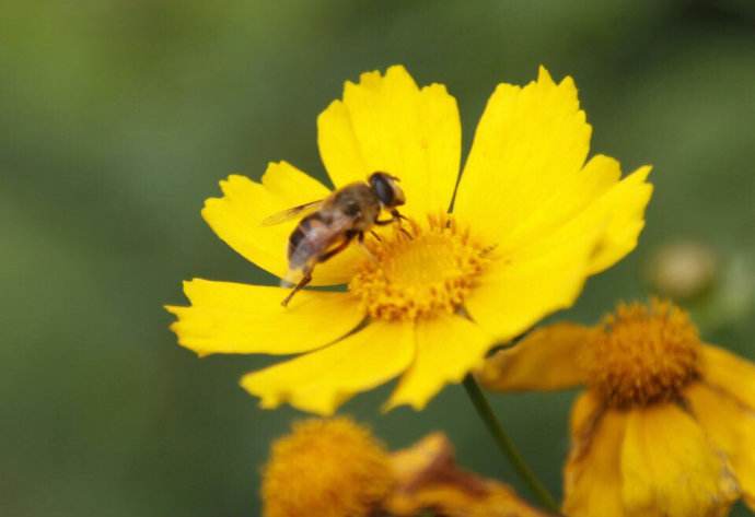 【蜜蜂養殖】夏季養蜂有哪些需要注意的地方? 夏季養蜂有哪些需要注意的地方?