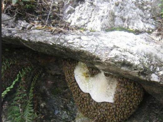 蜜蜂合作社是怎么合作的（如何和農戶合作養(yǎng)蜂）