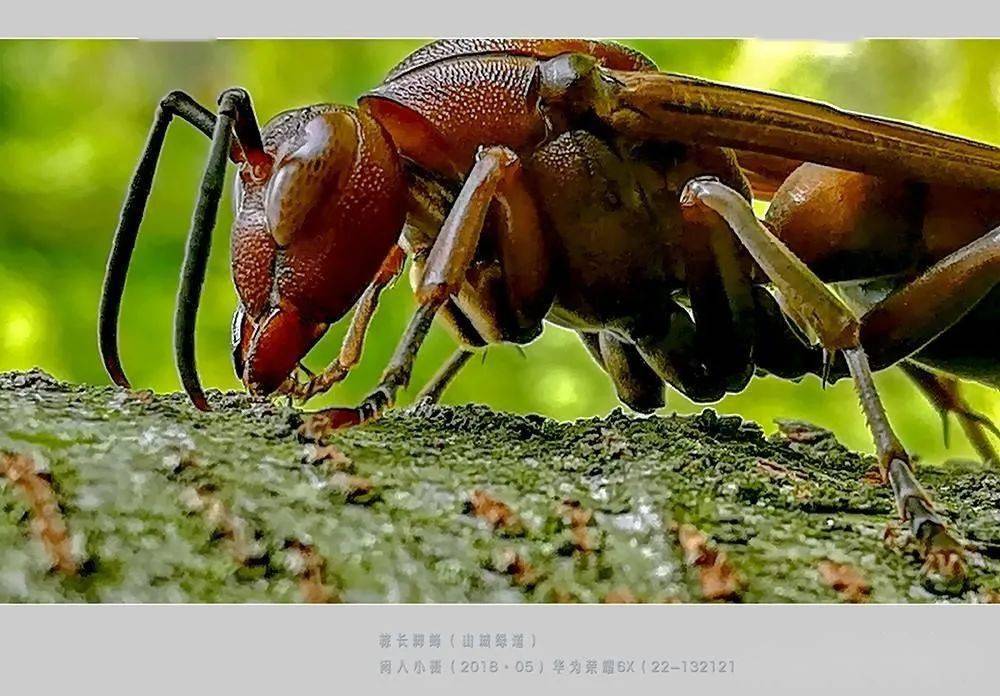 常見的胡蜂種類（胡蜂的種類介紹）