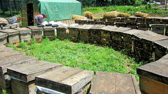 中蜂蜂場怎么防治馬蜂(中蜂防胡蜂的最佳方法) 中蜂蜂場怎么防治馬蜂(中蜂防胡蜂的最佳方法)