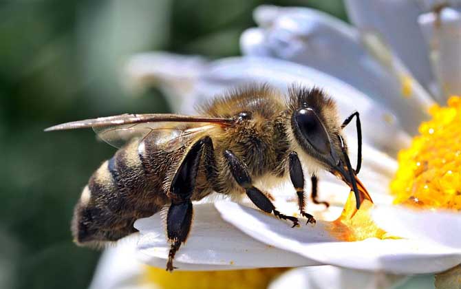 一箱蜜蜂一天吃多少糖? 一箱蜜蜂