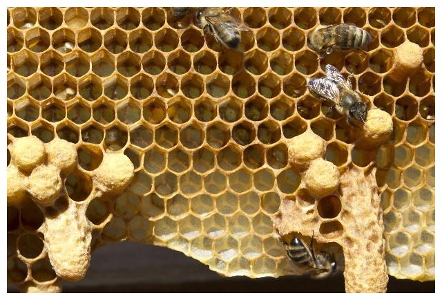 新手養蜂出現王臺怎么辦(蜜蜂起王臺怎么辦) 新手養蜂出現王臺怎么辦(蜜蜂起王臺怎么辦)