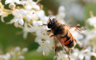 阿壩中蜂比普通中蜂要大嗎(個(gè)頭最大的中蜂品種是什么) 阿壩中蜂比普通中蜂要大嗎(個(gè)頭最大的中蜂品種是什么)