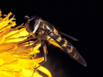 阿壩中蜂比普通中蜂要大嗎(個(gè)頭最大的中蜂品種是什么) 阿壩中蜂比普通中蜂要大嗎(個(gè)頭最大的中蜂品種是什么)