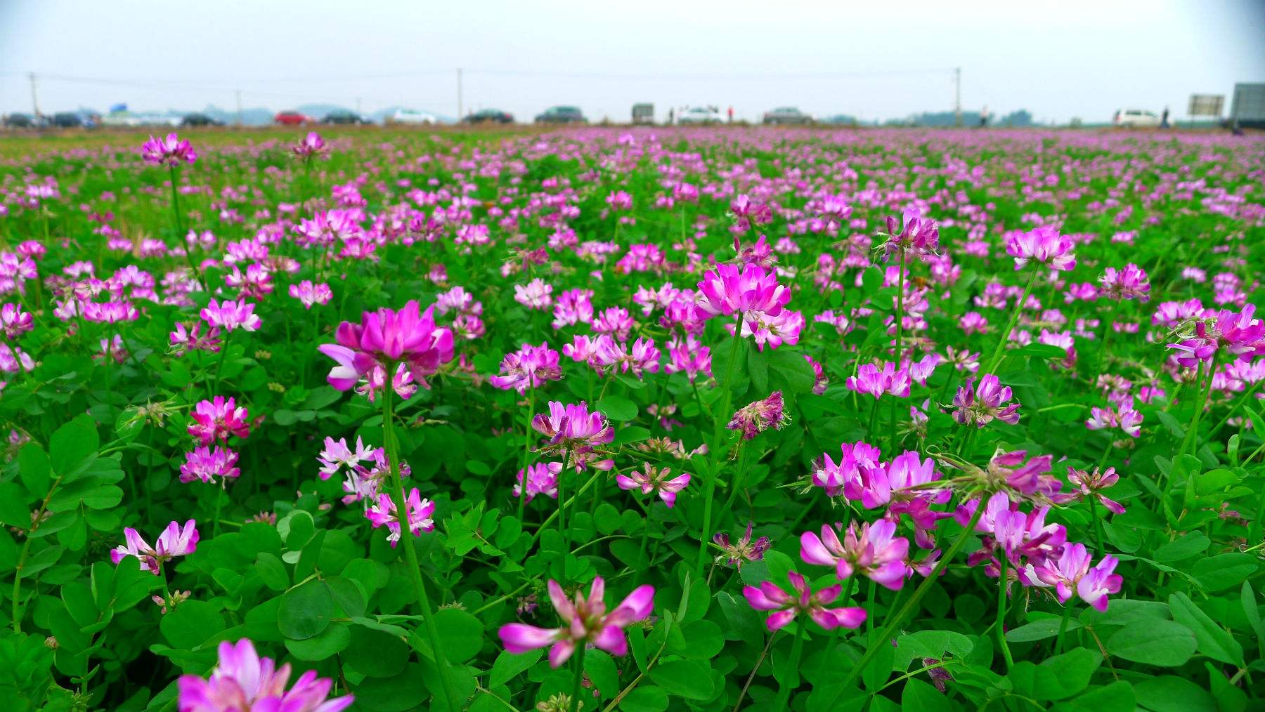 紅花草是紫云英嗎(紫云英和紅花草的區別) 紅花草是紫云英嗎(紫云英和紅花草的區別)