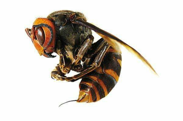 大虎頭蜂 <p> 中國大虎頭蜂,亦叫做“金環(huán)胡蜂”,又名:中華大虎頭蜂、桃胡蜂、人頭蜂、葫蘆蜂或馬蜂等多種叫法,屬膜翅目胡蜂科,是我國虎頭蜂品種中最大的一種,也是世界五大毒蜂之一。“虎頭蜂”是民間的俗稱,因其頭大似老虎,性情暴躁兇猛如虎,全身長有虎斑紋,所以人們稱作“虎頭蜂”。</p> <h2> 分布范圍</h2> <p> 大虎頭蜂的分布分為不廣,主要分布在我國的福建、廣東兩省以及廣西東部地區(qū),生活環(huán)境以海拔1300米以下的丘陵、地山地區(qū)。虎頭蜂屬群居性昆蟲,一般一個群體包括蜂王以及占絕大多數(shù)的工蜂,而工蜂中大部分以雌蜂居多,雄峰占比較少。大虎頭蜂一般筑巢于樹枝、地窟等等環(huán)境,一般一個群體數(shù)量有上千只,大的群體數(shù)量可達(dá)上萬只。</p> <h2> 形態(tài)特征</h2> <p> 大虎頭蜂一般體長28~40mm左右,頭部為橙黃色,胸部幾乎全是黑色,前胸兩側(cè)為紅褐色,大顎發(fā)達(dá),腹部末端的螫針和毒腺相連,身長虎斑紋。</p> <h2> 生活習(xí)性</h2> <p> 大虎頭蜂以各類昆蟲為食,如雜食性昆蟲等,幼蟲則以毛毛蟲等昆蟲的幼蟲為食物,因此起到自然界病蟲害的大規(guī)模繁殖抑制的作用,長大成蟲后以果實(shí)或樹木汁液為食。一般在每年的4月~5月間開始繁殖,6月~7月間長成成蜂,10以后就開始外出覓食,如遇食物匱乏時節(jié)也會自相殘殺,一到冬季,基本上就難以尋覓大虎頭蜂的蹤跡。</p> <h2> 毒性分析</h2> <p> 大虎頭蜂蜂毒一種毒蛋白,成份為氨基酸,人被蜇以后,蜂毒會進(jìn)入體,使人出現(xiàn)中毒現(xiàn)象,如紅腫、奇癢、刺痛等過敏癥狀,嚴(yán)重時會使人休克或死亡;據(jù)有關(guān)統(tǒng)計(jì),一個成年人被大虎頭蜂叮咬200次左右,才會有生命危險(xiǎn)。</p> <h2> 被蜇后怎么處理</h2> <p> 如若被大虎頭蜂叮咬后,最好的治療辦法就是在被叮咬處使用3%的蘇打水和鹽水涂抹傷口,中和毒性,如若出現(xiàn)腫脹或疼痛,可進(jìn)行冰敷處理,基本上可以緩解大部分的疼痛,同時大虎頭蜂的刺是不能直接強(qiáng)行拔出的,會使更多的蜂毒注入人體,引起二次傷害,最好是處理好傷口后立即到正規(guī)醫(yī)院進(jìn)行后續(xù)的處理。</p> <h2> 如何防止被大虎頭蜂叮咬</h2> <p> 1.不要主動干擾或攻擊大虎頭蜂;</p> <p> 2.外出郊游不要穿鮮艷顏色的衣服,也不要涂抹香水,甚至是芳香味的洗發(fā)液或除汗劑;</p> <p> 3.盡量長褲長袖上山;</p> <p> 4.如遇大虎頭蜂不要驚慌,也不要奔跑,緩慢遠(yuǎn)離即可。</p> <h2> 藥用價(jià)值</h2> <p> 大虎頭蜂雖然毒性強(qiáng)烈,但卻有非常好的藥用價(jià)值,可以當(dāng)做藥材使用,民間偏方常用大虎頭蜂、虎頭蜂窩泡酒治療風(fēng)濕病的做法,《神龍本草經(jīng)》有記載,蜂巢,中醫(yī)稱之為露蜂房。認(rèn)為其味苦,平,毒。民間有直接咀嚼干凈治療鼻炎效果明顯,對蟲牙、風(fēng)熱牙痛效果明顯,對食道癌,胃癌等也有較好效果,可緩解病情,延長生命。</p> <p> <font color="red">總結(jié):</font>大虎頭蜂具有十分致命的攻擊力,但本身不會主動攻擊,但大虎頭蜂毒性很大,如若是大虎頭蜂群體攻擊則能輕易致人死亡,所以遇到大虎頭蜂不要輕易驚擾,保持一定的安全距離,畢竟被毒蜂蜇了可不是鬧著玩的。</p>