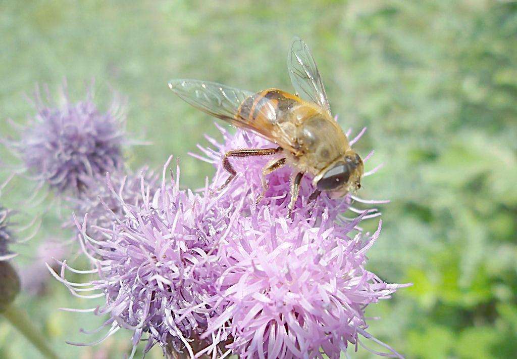 養蜂怎樣讓蜂群多產蜜 養蜂怎樣讓蜂群多產蜜
