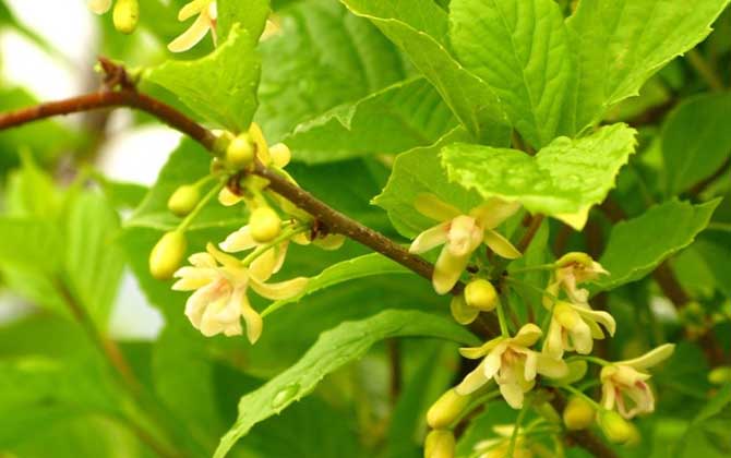 五味子什么時候開花有蜜嗎（五味子什么時候開花）