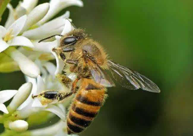 怎樣人工喂養蜜蜂? 怎樣人工喂養蜜蜂?