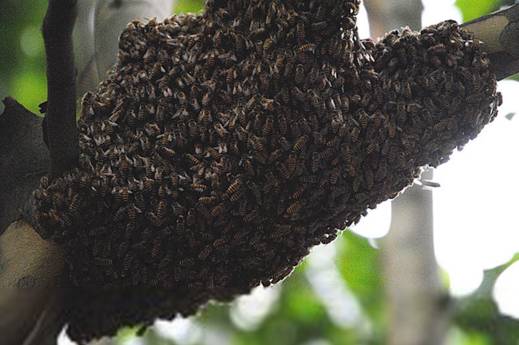 野蜜蜂怎么收回家(野外抓捕蜜蜂回來養(yǎng)的方法) 野蜜蜂怎么收回家(野外抓捕蜜蜂回來養(yǎng)的方法)