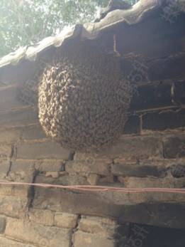 野蜜蜂怎么收回家(野外抓捕蜜蜂回來養(yǎng)的方法) 在野外見到蜜蜂,如何將它們收捕回家?具體方法步驟是什么?